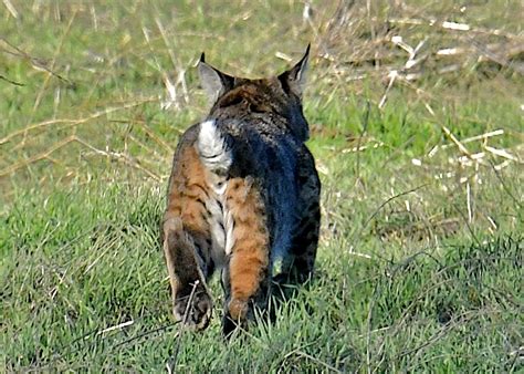 update on Central California bobcat site – Mammal Watching