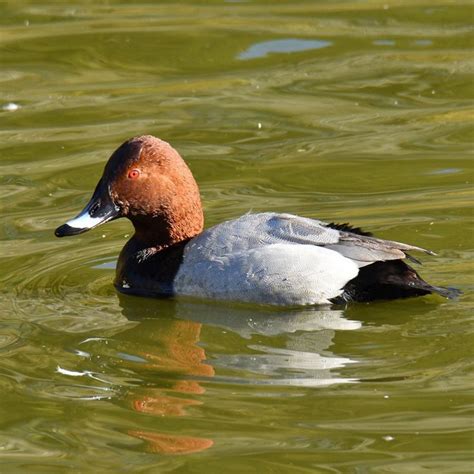 common pochard... | Nature lover, Nature, Animals