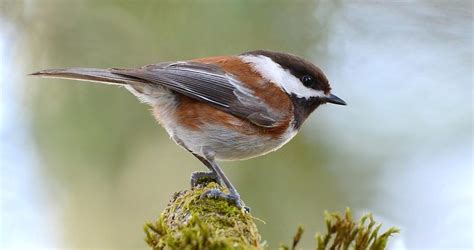 Chestnut-backed Chickadee Identification, All About Birds, Cornell Lab of Ornithology