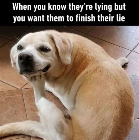 15 Funny Labrador Memes To Make Your Day - BuzzSharer.com