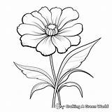 Zinnia Coloring Pages  Free & Printable sketch template
