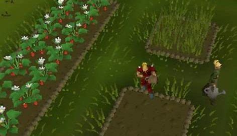 OSRS Farming Patches | OSRS Fruit Tree Patches