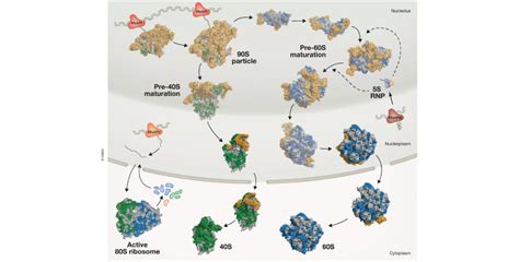 Ribosome biogenesis factors-from names to functions | Swiss National Center of Competence in ...