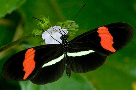 Tropical butterflies and black moths: Same gene to change their color