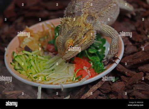 Bearded Dragon, (Pogona vitticeps) feeding Stock Photo - Alamy