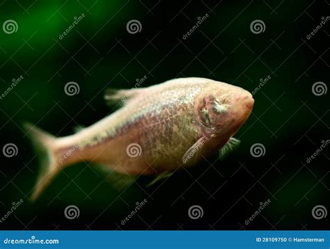 Blind Cave Fish or Mexican Tetra Stock Photo - Image of gills, fish ...