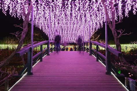 Visit Japan: Ashikaga Flower Park is an overwhelming experience of sight and scent that the w ...