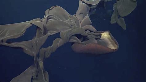 The stunning deep sea footage scientists filmed in 2023 | Mashable