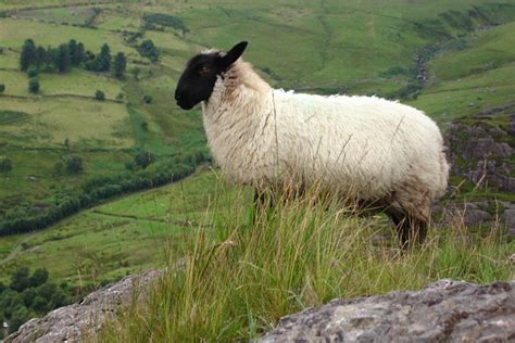 Sheep in Ireland 2 Free Stock Photo | FreeImages