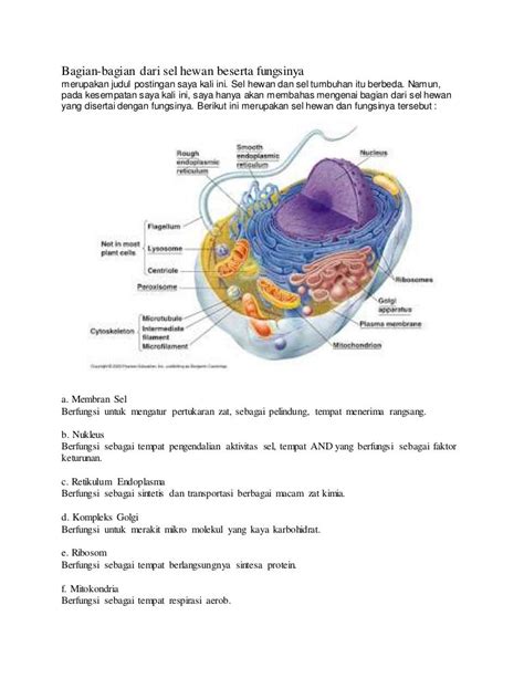 Bagian Bagian Sel Dan Fungsinya Dunia Sosial - Riset