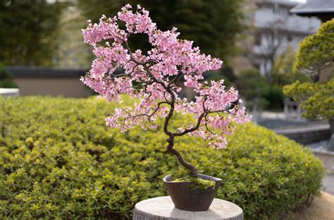 Top 8: Cherry blossom Bonsai (Sakura)