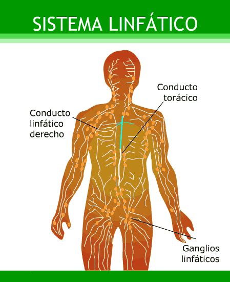 EL CUERPO HUMANO: SISTEMA LINFATICO