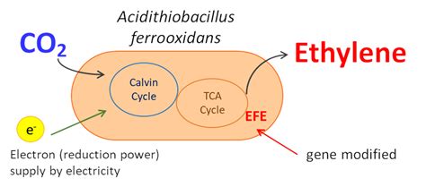 Development of CO₂ conversion technology using iron-oxidizing bacteria | Challenge Zero