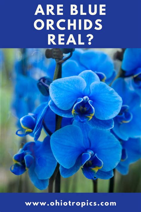 Are Blue Orchids Real? The Ultimate Truth