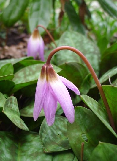 Erythronium dens-canis - 2015 : Grows on You