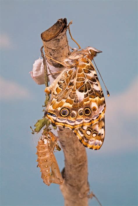 Support the Painted Lady Butterfly Life Cycle - Birds and Blooms