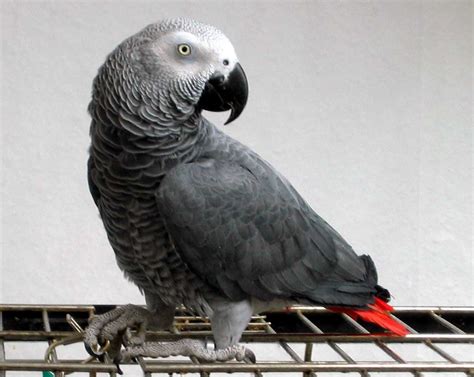 African Grey Parrot | Parrot Photos