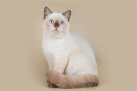 British Shorthair Breed Profile - Cat-World