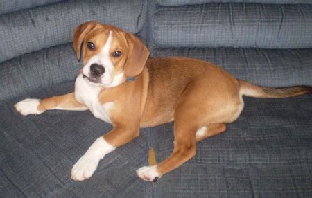 Beabull (Beagle X Bulldog Mix) Info, Temperament, Training, Puppies ...