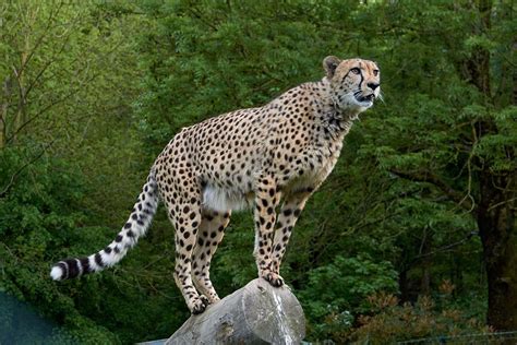 Cheetah Reintroduction in India: A Detailed Explanation