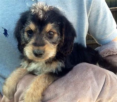 Beagle Poodle Mix For Adoption