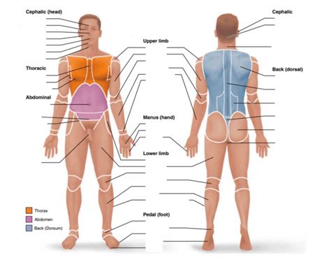 Body regions Quiz