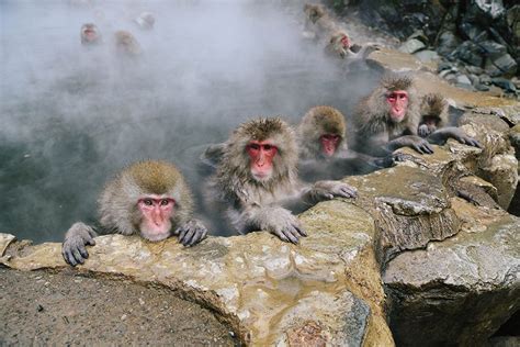 Monkey park, Jigokudani monkey park, Snow monkey park