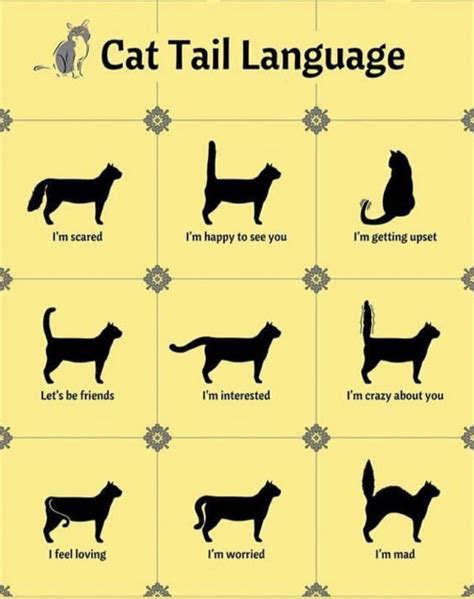 Pin by Tiffany Rose Princess on Cats & Kittens | Cat tail language, Cat language, Cat tail