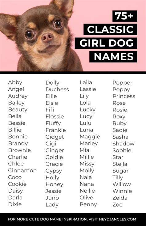 75+ Classic Girl Dog Names for Timeless Puppers - Hey, Djangles.