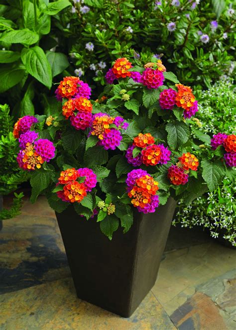 Lantana Production Tips - Greenhouse Grower