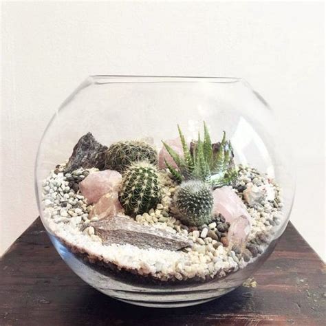 Cactus Terrariums: Easy on the Eye But Sooo Hard to Manage - Laidback Gardener