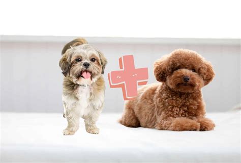 Shih Tzu Poodle Mix - Check This Before Rescuing a Shih-Poo! | PawLeaks