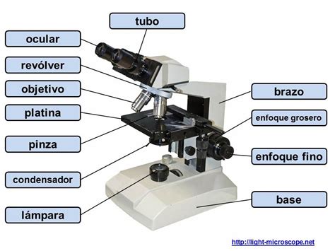 partes del microscopio compuesto - ejercicio - YouTube