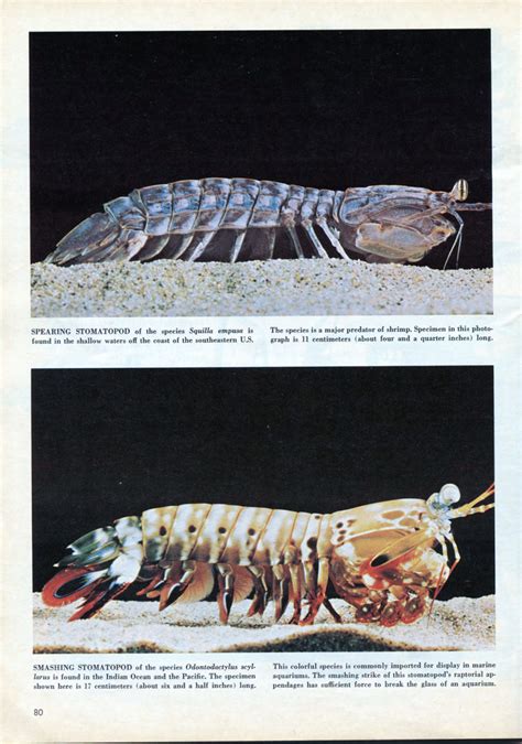 (PDF) Stomatopods