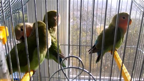 Lovebirds singing - YouTube