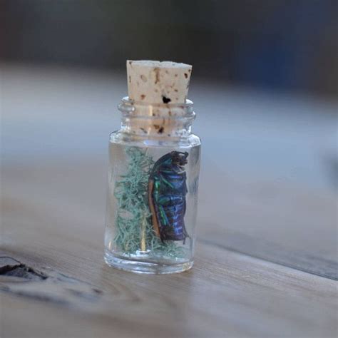 June Bug Bottle - Real Bug Insect - Cork Stopper Glass Bottle - Found in Nature - Vulture ...