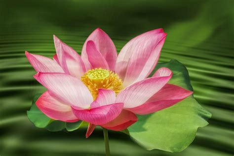 Free Images : flower, sacred lotus, lotus family, aquatic plant, pink ...