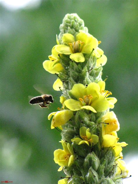 Common Mullein Flowers. | Taken on out last trip to Saunders… | Flickr