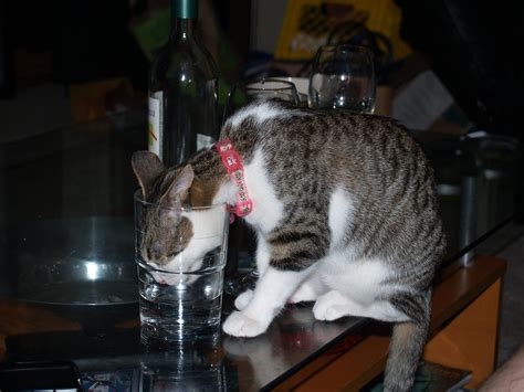 Sophie drinking out of water glass | She does this constantl… | Flickr