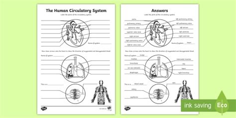 Human Body Overall Circulatory System Labeling Worksheet