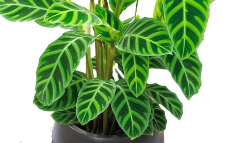 Top Calathea Plants and How to Grow Them - HG&H