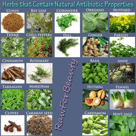 Herbs that contain Antibiotic properties.. | Natural antibiotics, Herbs, Healing herbs