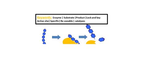 Catalysts and Enzymes | Teaching Resources