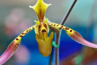 beautiful orchid | this very cool looking orchid (paphiopedi… | Flickr