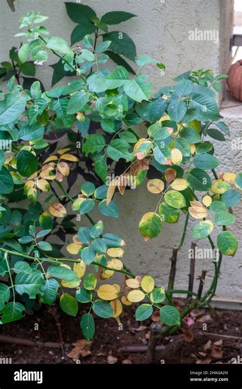 Rose Rust fungus on a leaf. This disease is caused by the rust fungus Phragmidium sp Stock Photo ...