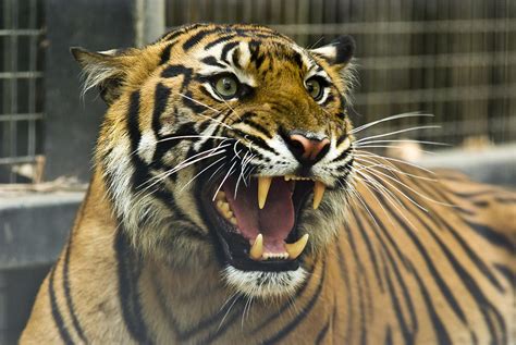 A Critically Endangered Sumatran Tiger Photograph by Jason Edwards