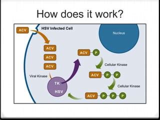 Ganciclovir Mechanism Of Action