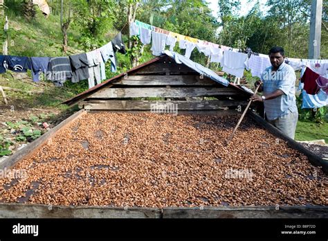 Cocoa bean fermentation hi-res stock photography and images - Alamy