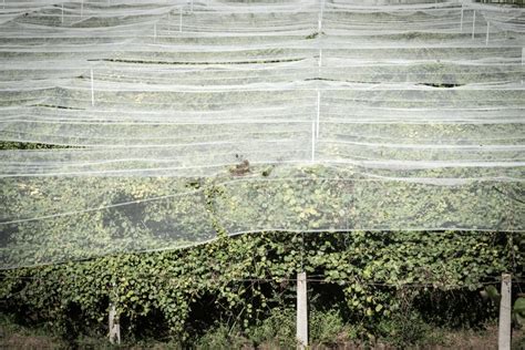 Behind the Sweetness of Italy's Kiwi Fruit Lie the Trafficking and Exploitation of Indian Workers