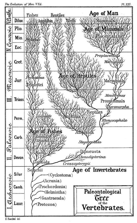 Timeline of human evolution - Alchetron, the free social encyclopedia